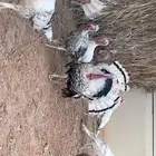 دجاج رومي فراشه للبيع