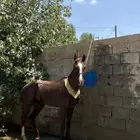 حصان شعبي
