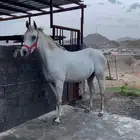 فرس للبيع كفو جداا
