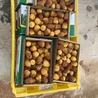 تمر سكري