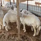 طليان للبيع حري