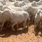 بهم حري
