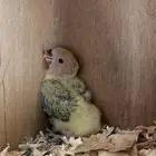 فرخ روز تم البيع
