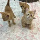 قطط لتبني حايل