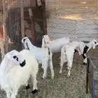 2تيس وعناق للبيع