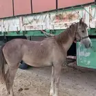 حصان عمره سنه 1