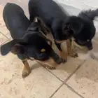 كلب شيواوا للبيع