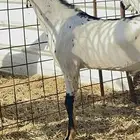 مشاريع فحول بيشيات