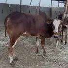 عجول بلديه سمان