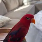 رد لوري اليف متكلم