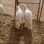 بهم للبيع عمره ثلاثة شهور ونص
