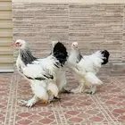 طقم براهم ألماني عملاق