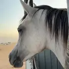 فرس ضايعه