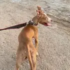 بيتبول