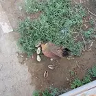 دجاجه عربيه اصيل مفرخه