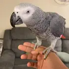 كاسكو هولندي محجل متكلم بالوجه طفرة الريش الناعم