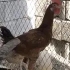 ديك مهجن بكستاني