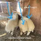 خرفان طيبات