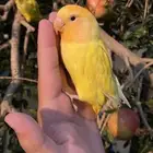 روز اليف جدا  هدد خارجي