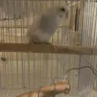 طيور الحب ما شاء الله تبارك الرحمن الصحة 100  ما شاء الله