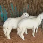 خرفان حري