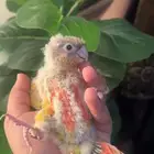 فرخ كنيور اناناس رد فاكتر حجم وصبغه