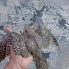 للبيع طائر السمامه على السوم