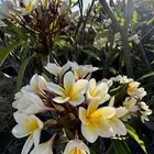 ياسمين هندي