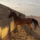 حصان شعبي للبيع