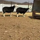 تم البيع الله يبارك له