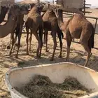 الكبري الميت حشوان للبيع