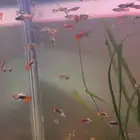 سمك قوبي نهري ( Guppy )