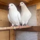 طبات وحشي من اساس قوي جدا وبيور