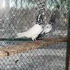 حمام باكستاني