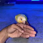 للبيع صن شيك كنيور