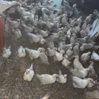 صوص للبيع