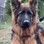 كلب جيرمن شيبرد