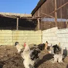 دجاج براهما