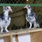 جوز حمام حساوي تحتهم فرخ