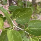 سدر نظيف
