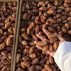 تمر صفري فاخر