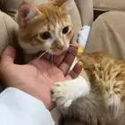بسه انثئ للتبني
