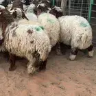 17 خروف نعيمي صافي