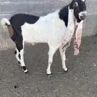 تبس فحل حجازي