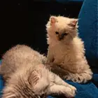 قط انتاج تبني