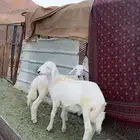 بهم كفوو