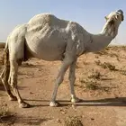 بعير للبيع
