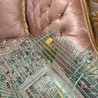 طير روز جميل لونه الصامل خاص