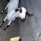 جفره فاخره