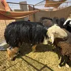 فحل نجدي مزيون